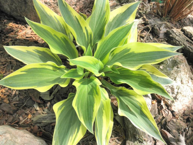 Hosta 'Wolverine'