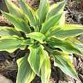 Hosta 'Wolverine'