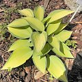 Hosta 'June'