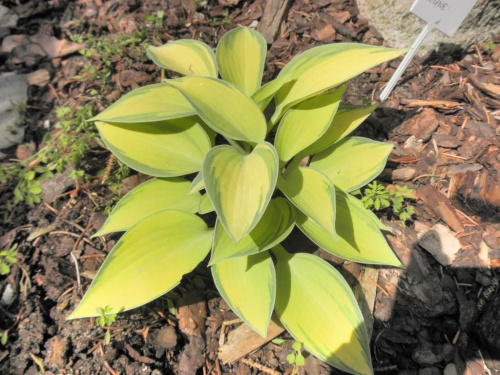 Hosta 'June'