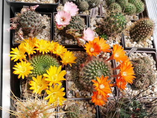 Mediolobivia leucanthema WR 305 i Rebutia marsonerii i Rebutia flavistyla FR 756 #kaktusy