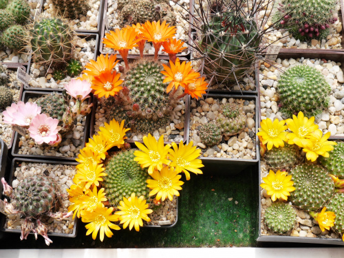 Rebutia marsonerii i Rebutia flavistyla FR 756 #kaktusy
