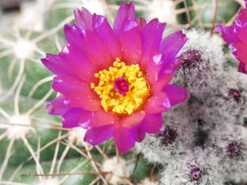 Notocactus uebelmanianus #kaktusy