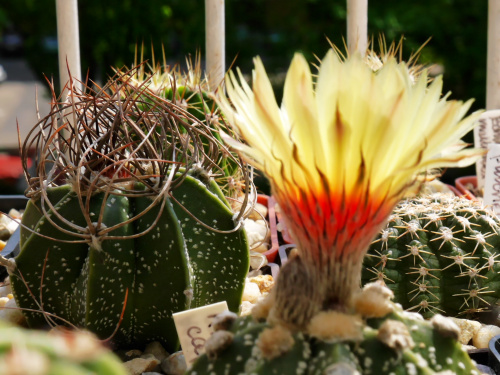 Astrophytum asterias x capricorne #kaktusy