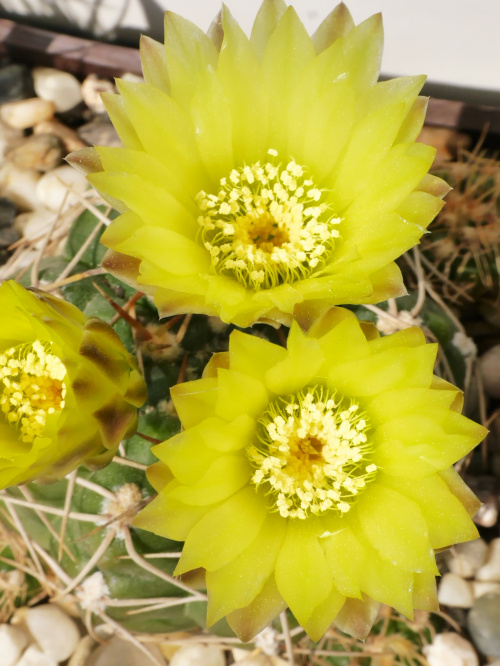 Gymnocalycium uruguaense #kaktusy