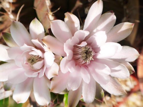 Gymnocalycium damsii #kaktusy