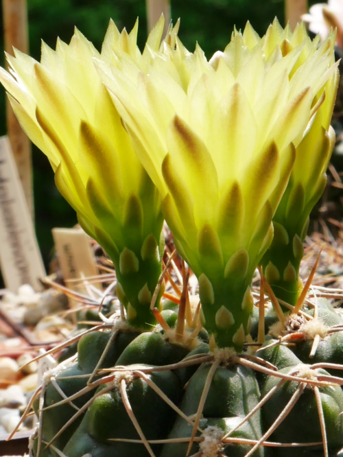 Gymnocalycium uruguaense #kaktusy