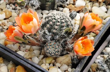 Mediolobivia haagei var. elegantula WR 502 #kaktusy