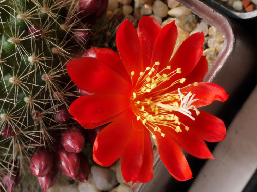 Rebutia senilis #kaktusy