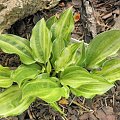 Hosta 'Korean Snow'