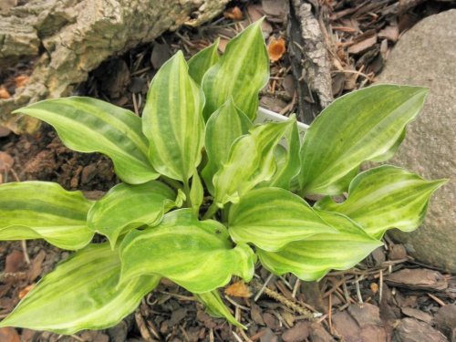 Hosta 'Korean Snow'