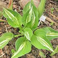 Hosta 'Snake Eyes'