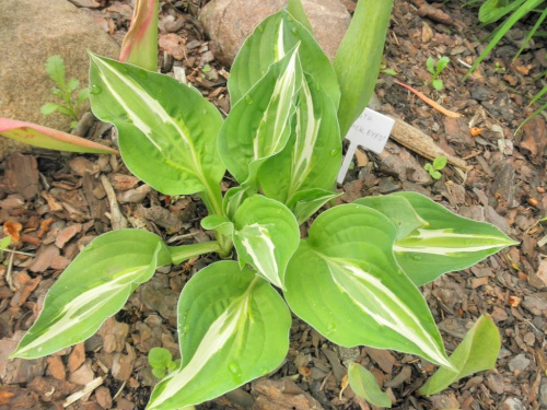 Hosta 'Snake Eyes'