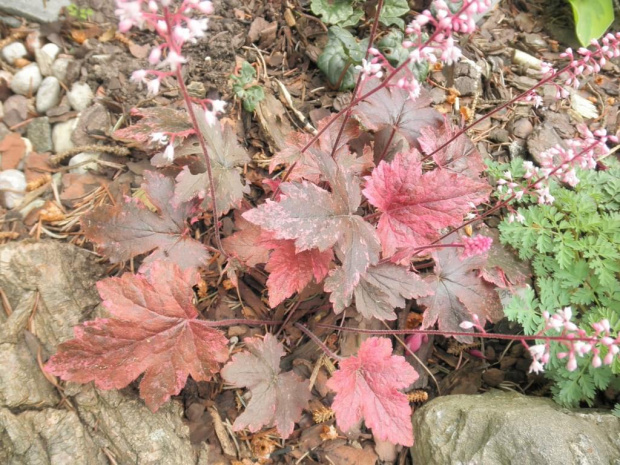 Heuchera 'Berry Fizz'