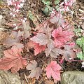 Heuchera 'Berry Fizz'