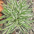 hosta 'Hi Ho Silver'