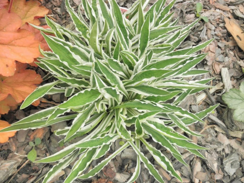 hosta 'Hi Ho Silver'