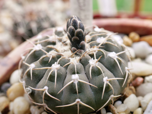 Gymnocalycium triacanthum HU 1304 #kaktusy