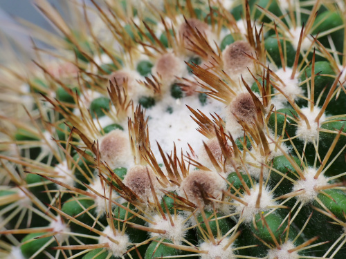 Notocactus roseoluteus #kaktusy