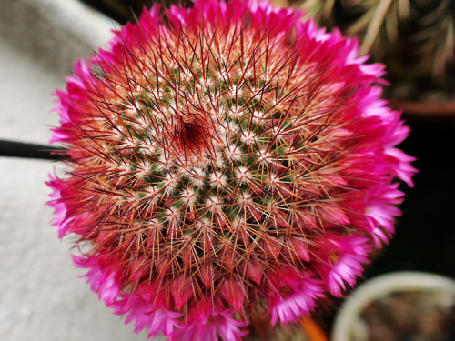 Mammillaria spinosissima "rubra" #kaktusy