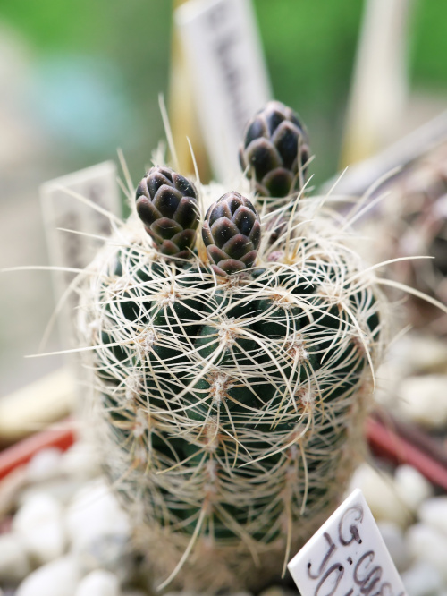Gymnocalycium papschii #kaktusy