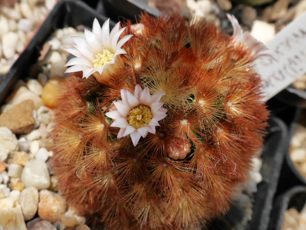 Mammillaria carmenae rubrispinus #kaktusy