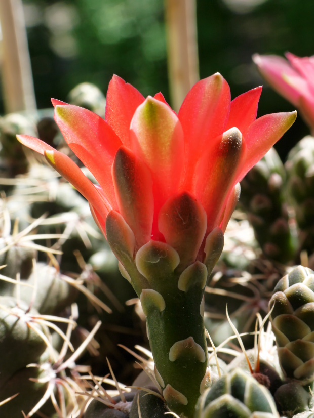 Gymnocalycium baldianum #kaktusy