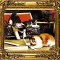 Katzen - Ölgemälde handgemalt Rahmen Sygniert 34x30cm, G05522.
36,99 euro,wys - 0 euro. #koty