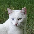 kot błekitno-zielonooki :)