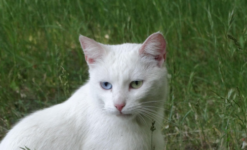 kot błekitno-zielonooki :)