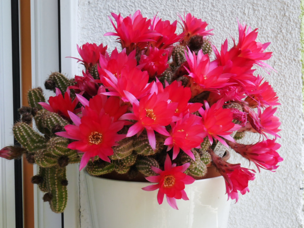 Chamaecereus #kaktusy