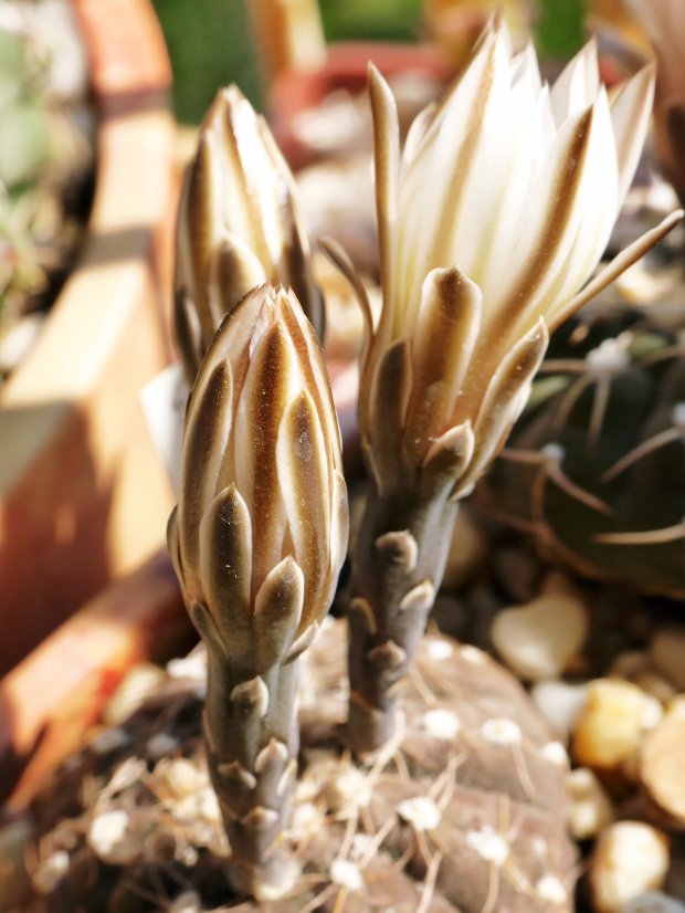 Gymnocalycium ragonesei #kaktusy