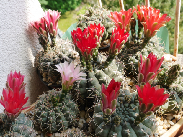 Gymnocalycium baldianum #kaktusy