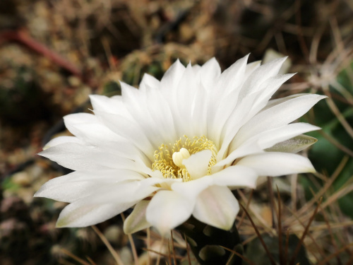 Gymnocalycium chubutense