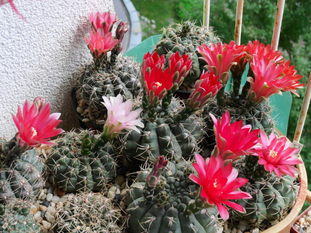 Gymnocalycium baldianum