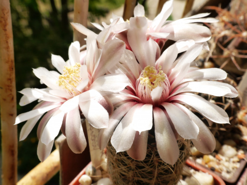 Gymnocalycium papschii