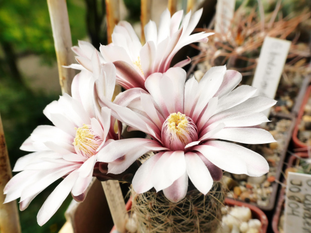 Gymnocalycium papschii #kaktusy