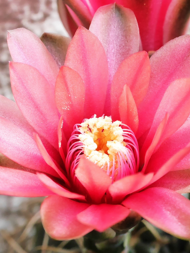 Gymnocalycium baldianum #kaktusy