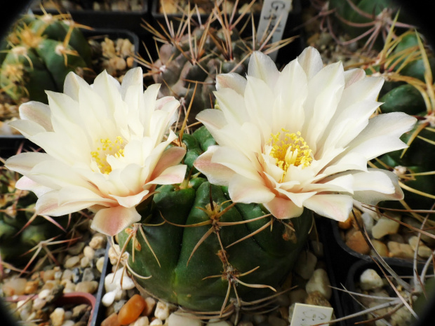 Gymnocalycium denudatum #kaktusy