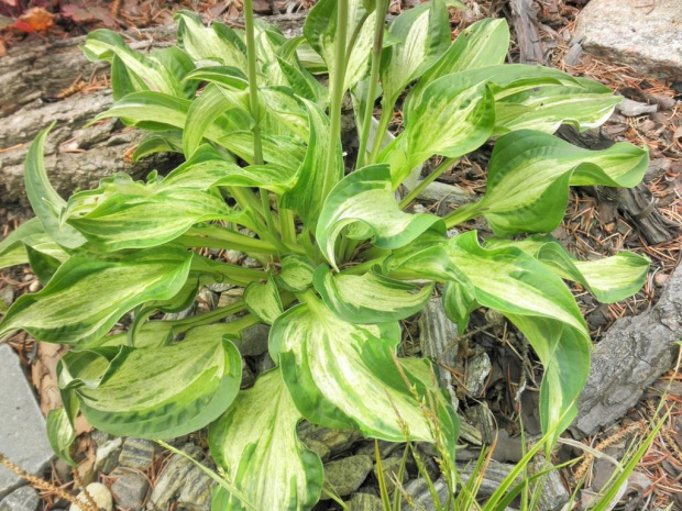 Hosta Allegan Fog