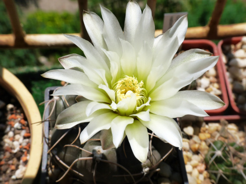 Gymnocalycium nn #kaktusy