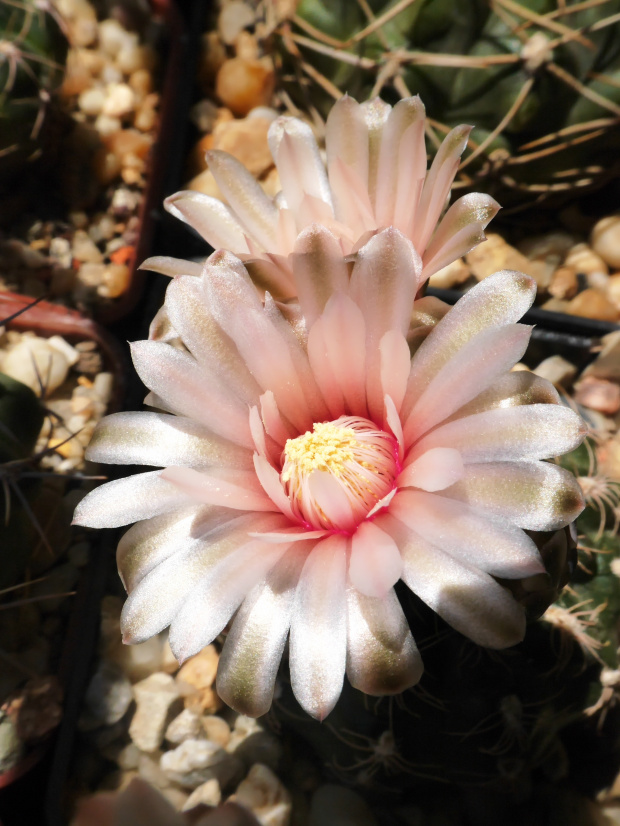 Gymnocalycium bruchii #kaktusy