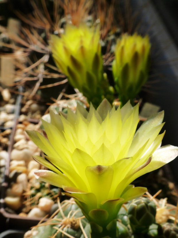 Gymnocalycium leeanum #kaktusy