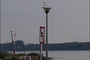 W naszym porcie #PiesSznaucerŻagleWoda