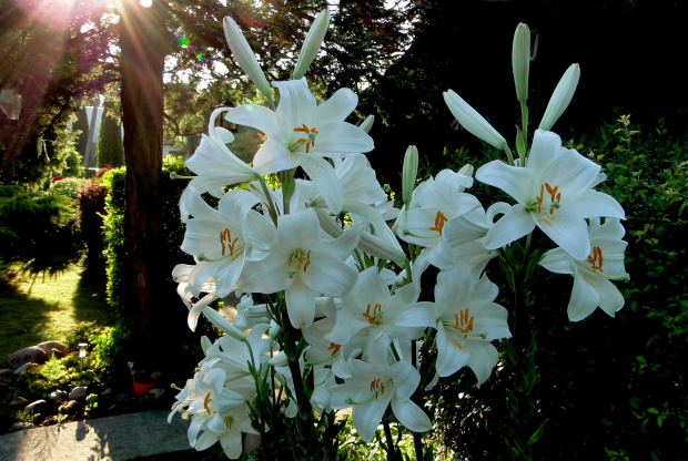 Stary,zanikający gatunek pięknie pachnących lilii św. Antoniego #lilie