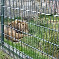 w zoo-berberyjski lew-jedyny przedstawiciel tego gatunku w Polsce #MieroszowskaZooFarma