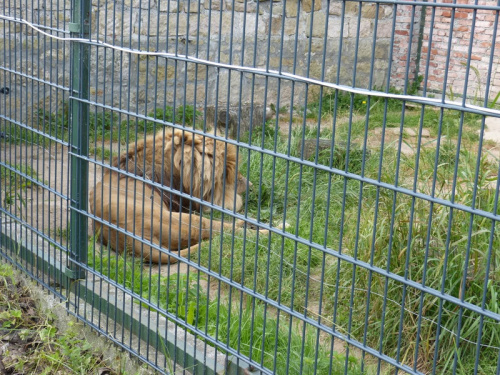 w zoo-berberyjski lew-jedyny przedstawiciel tego gatunku w Polsce #MieroszowskaZooFarma