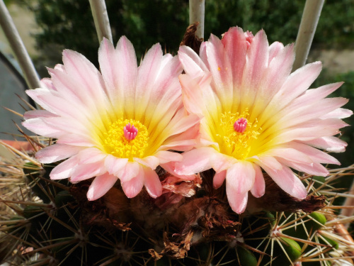 Notocactus roseoluteus #kaktusy