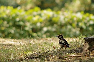 w temacie dzięciołów: http://bezuzyteczna.pl/fotograf-uchwycil-ucieczke-zielonego-203201 #ptaki #dzięcioł
