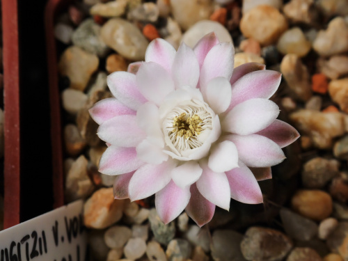 Gymnocalycium anisitsii v. volkerii STO 98-1408/1 #kaktusy